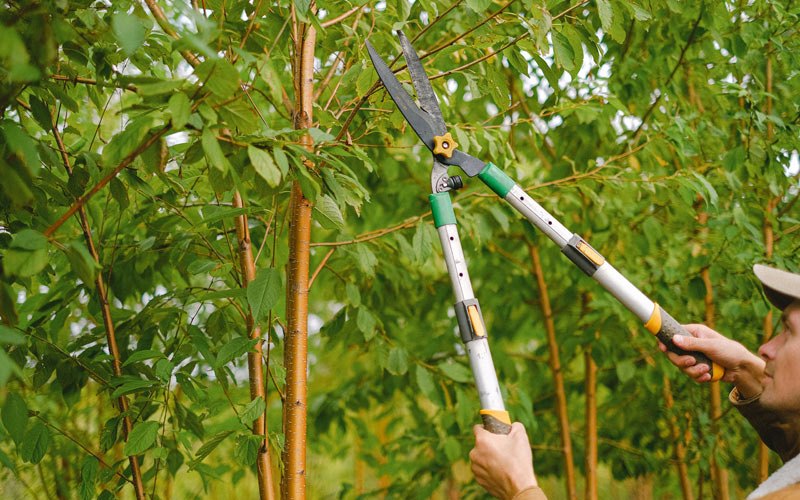 Tree trimming in Montcalm, WV