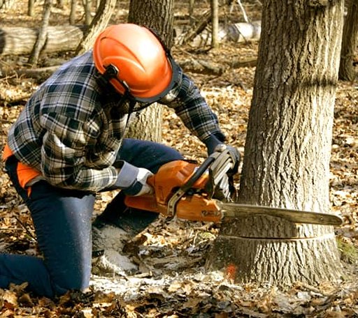 Tree Removal in Montcalm, WV
